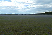 p1000393.jpg