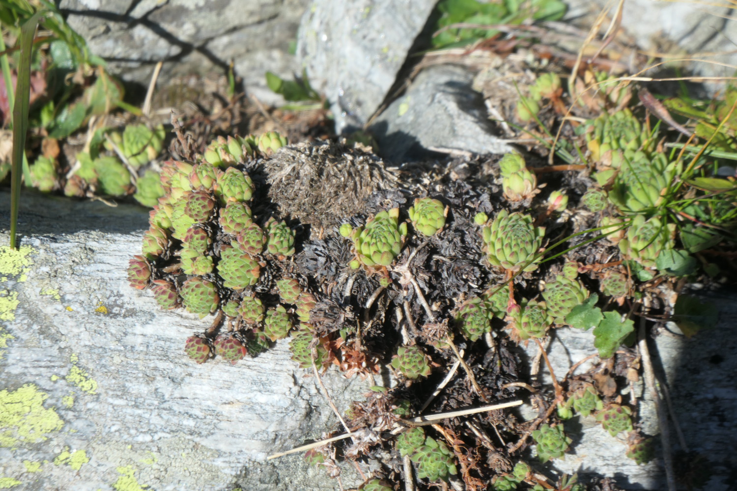 p1004464.jpg