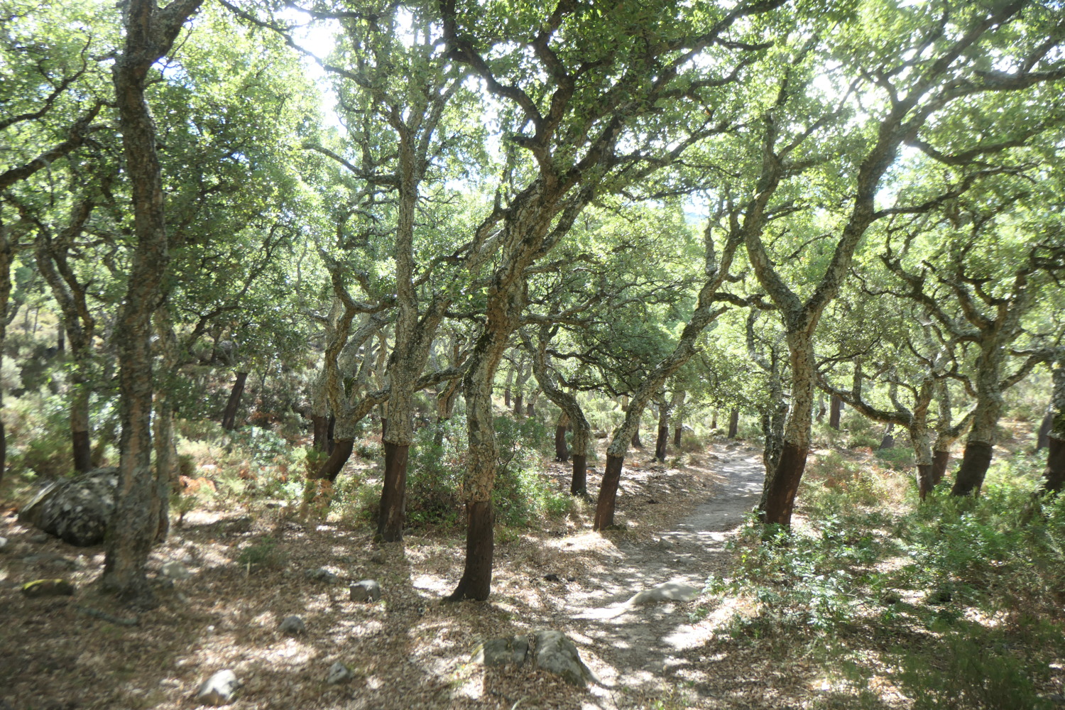 p1004177.jpg