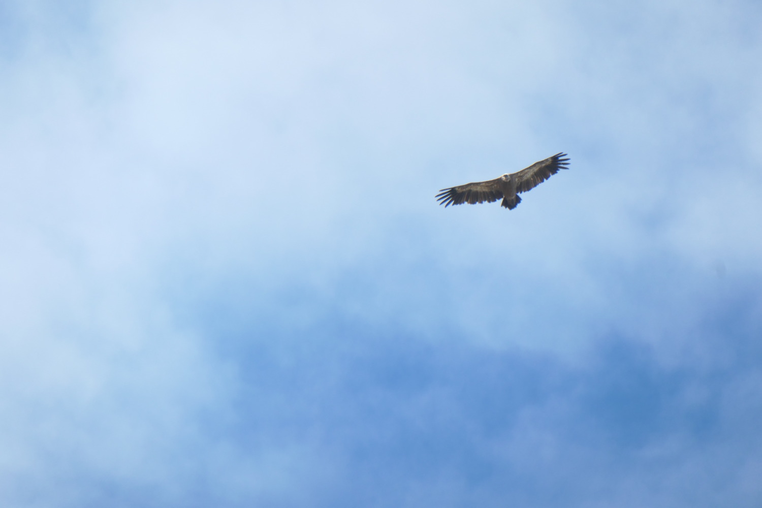 p1004186.jpg