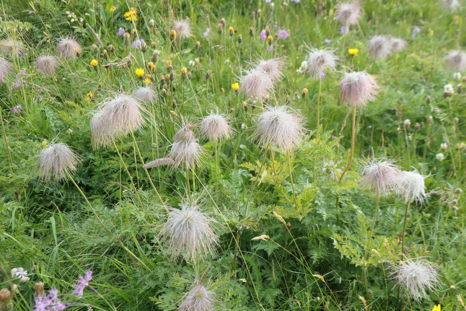 p1003730.jpg