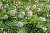 p1003730.jpg