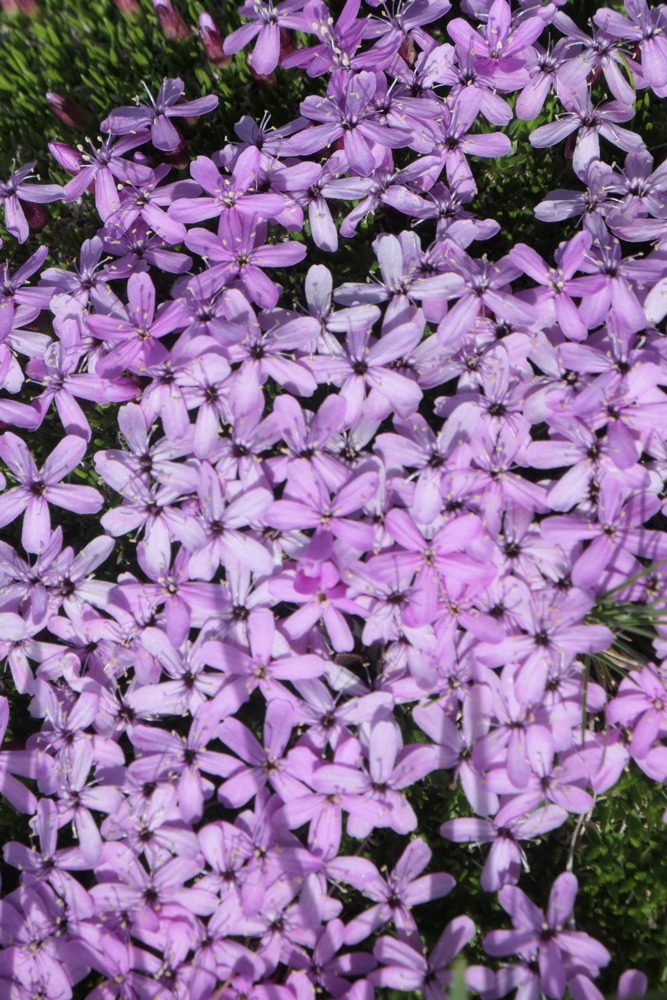 p1003517.jpg