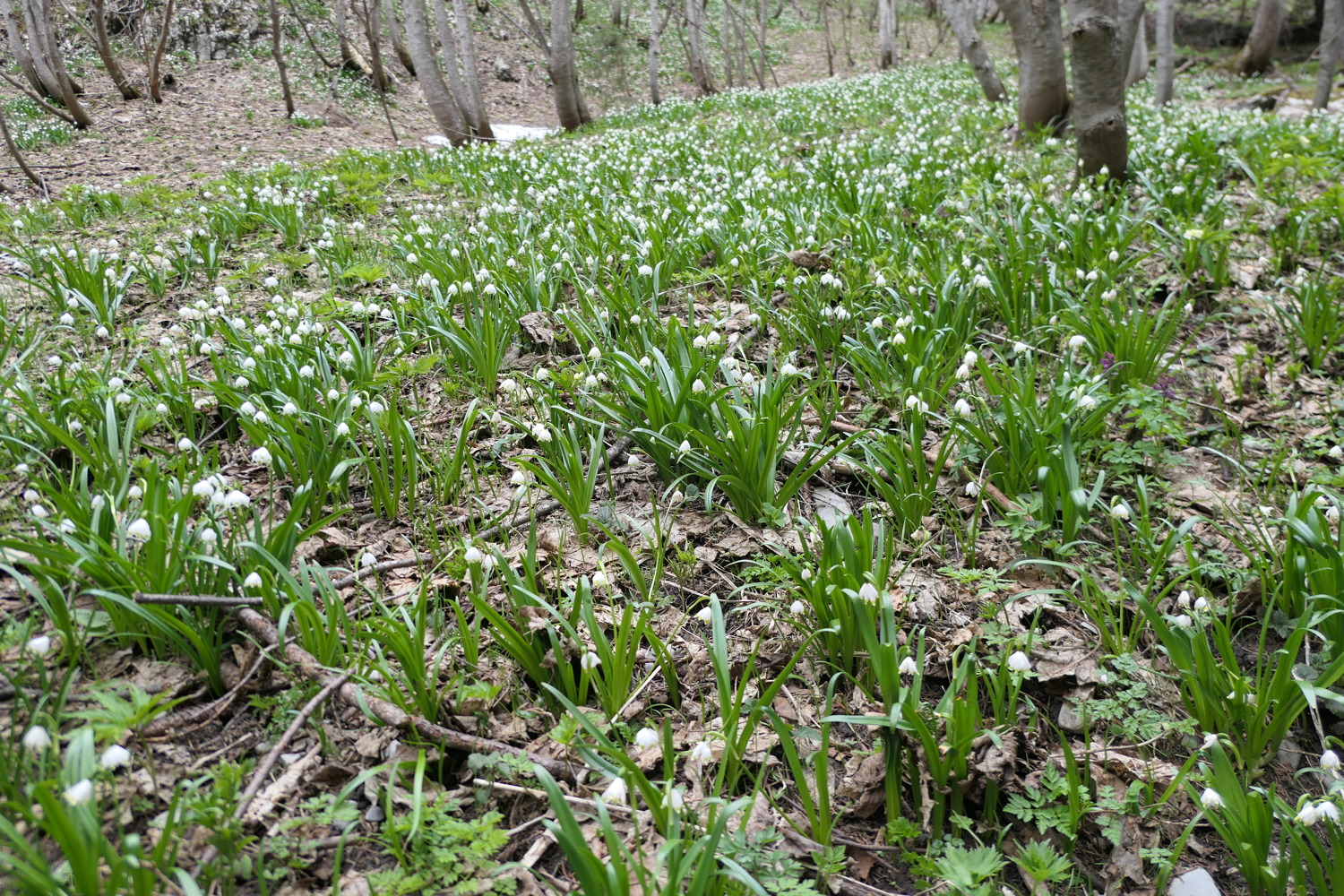 p1020534.jpg