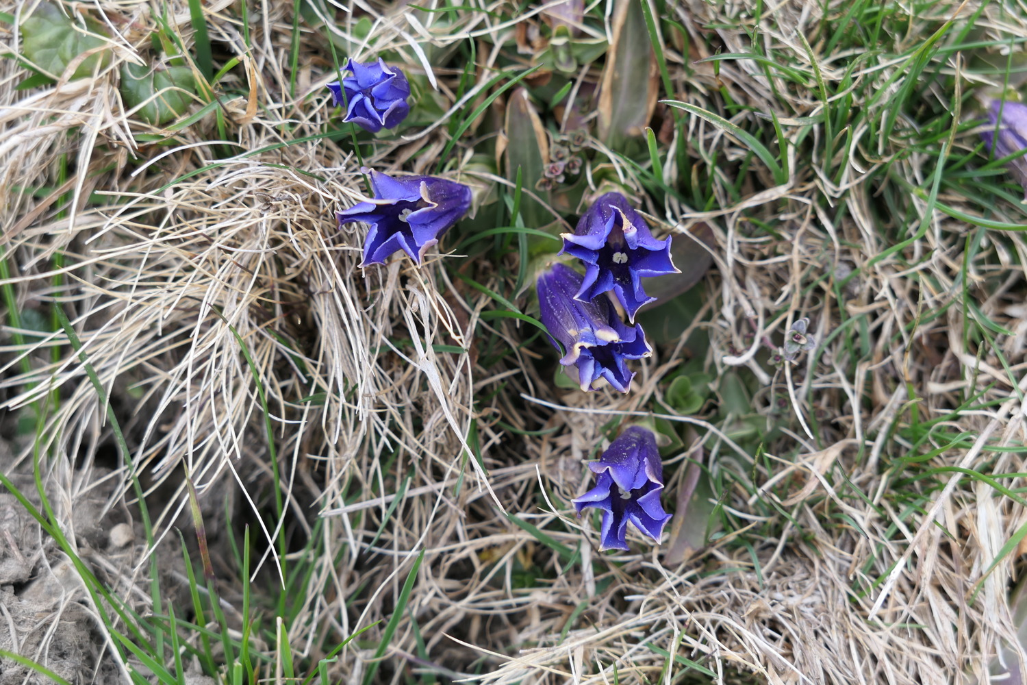 p1020545.jpg