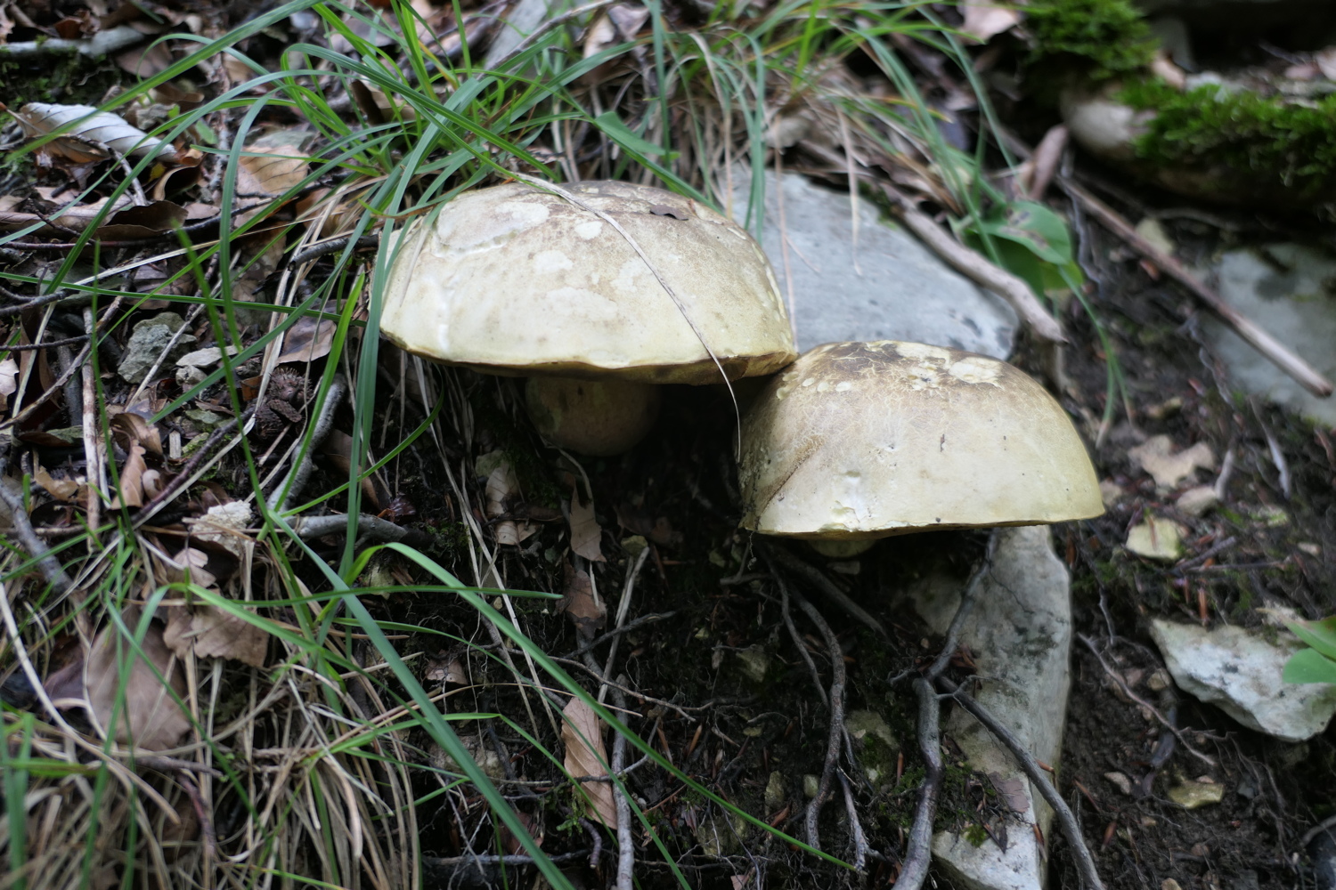 p1030632.jpg