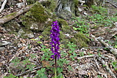 p1020594.jpg