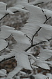 p1040789.jpg
