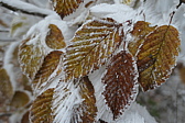 p1040797.jpg