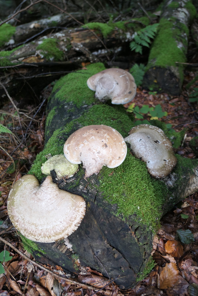p1030581.jpg