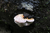 p1030565.jpg