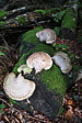 p1030581.jpg