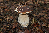 p1030588.jpg