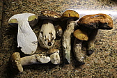 p1030629.jpg