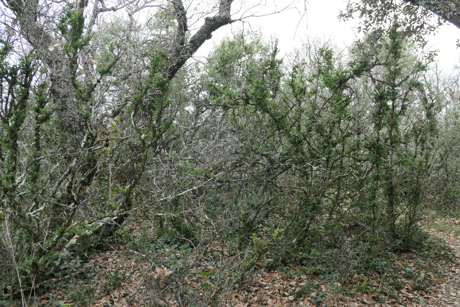 p1050043.jpg