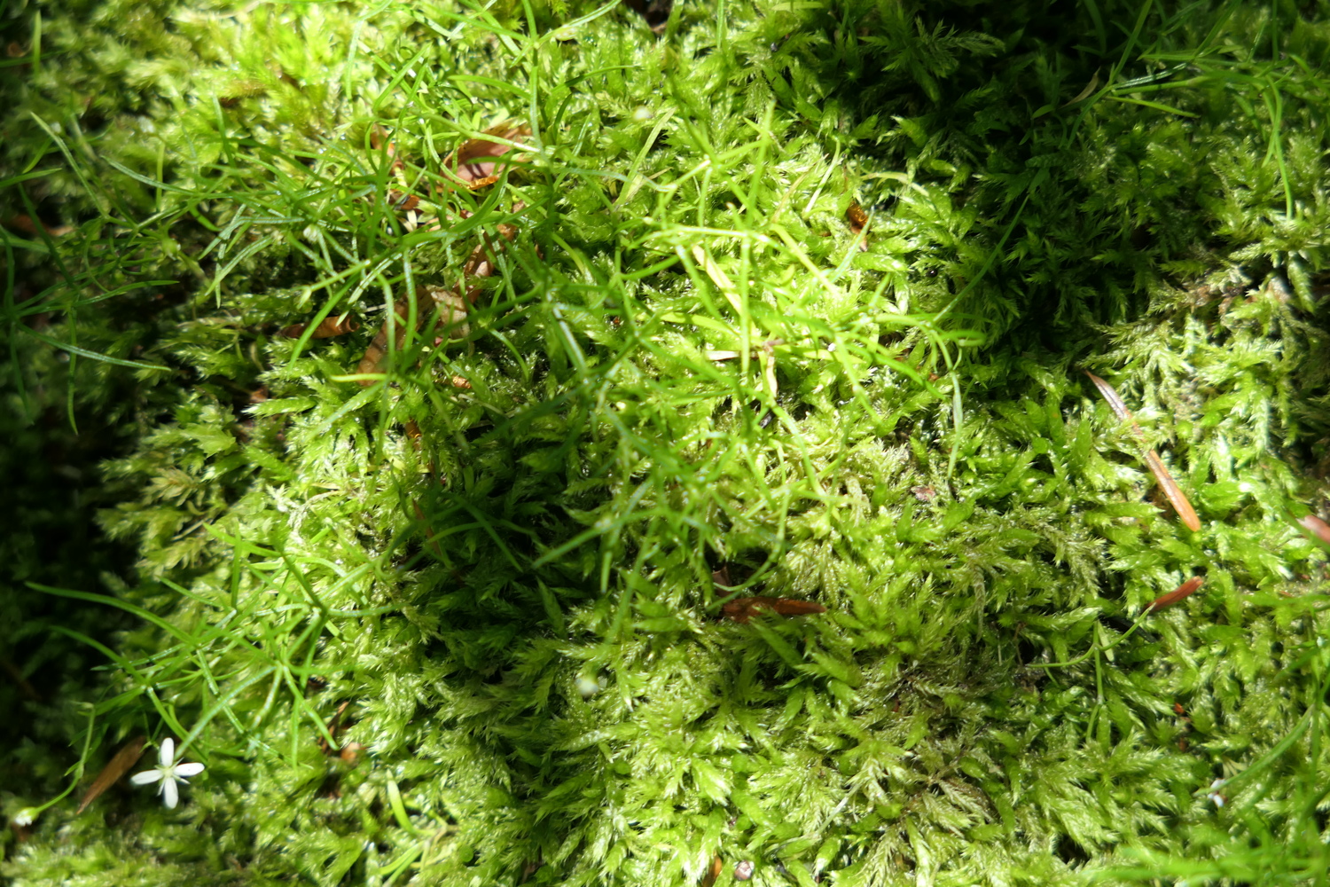 p1030141.jpg
