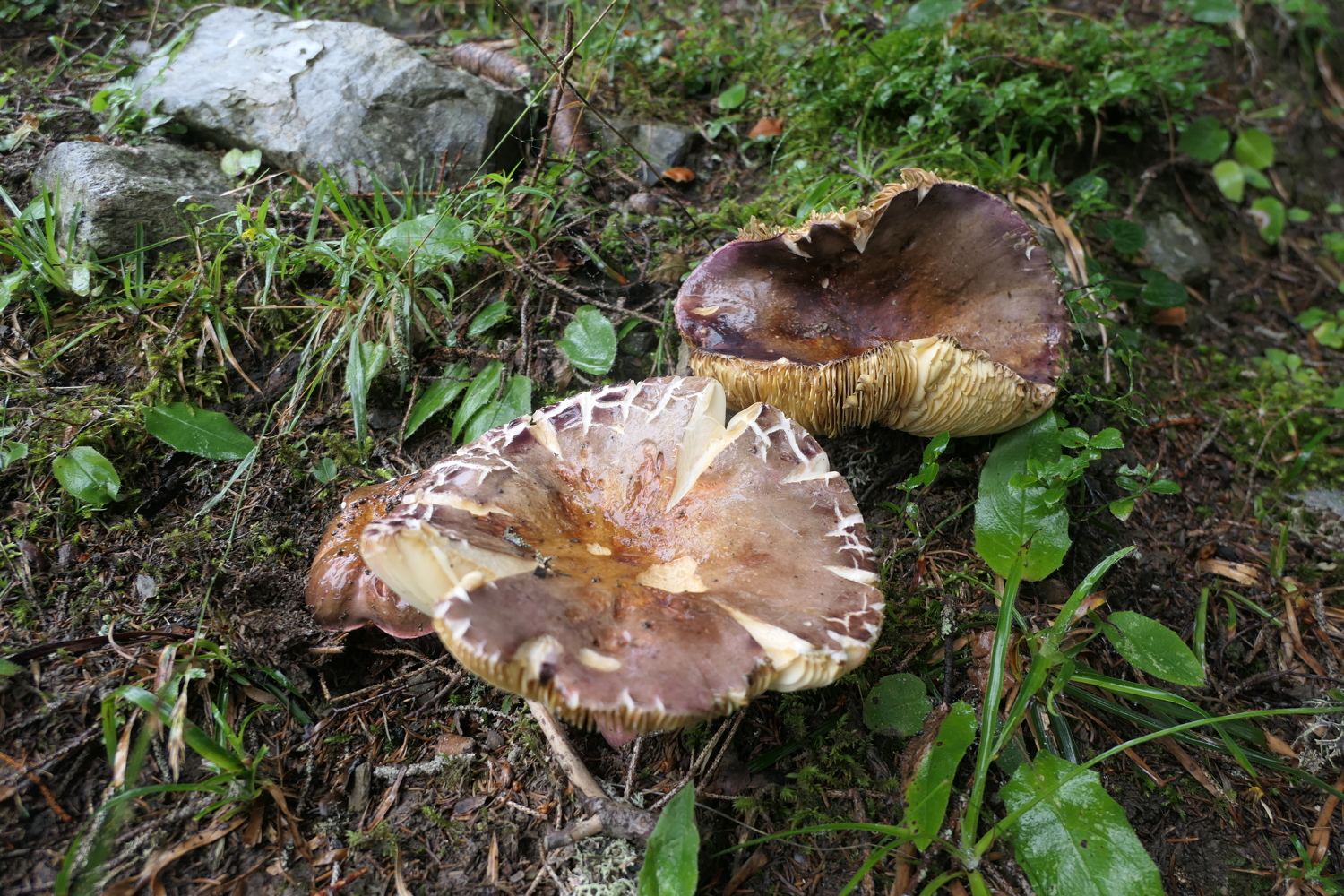 p1030481.jpg