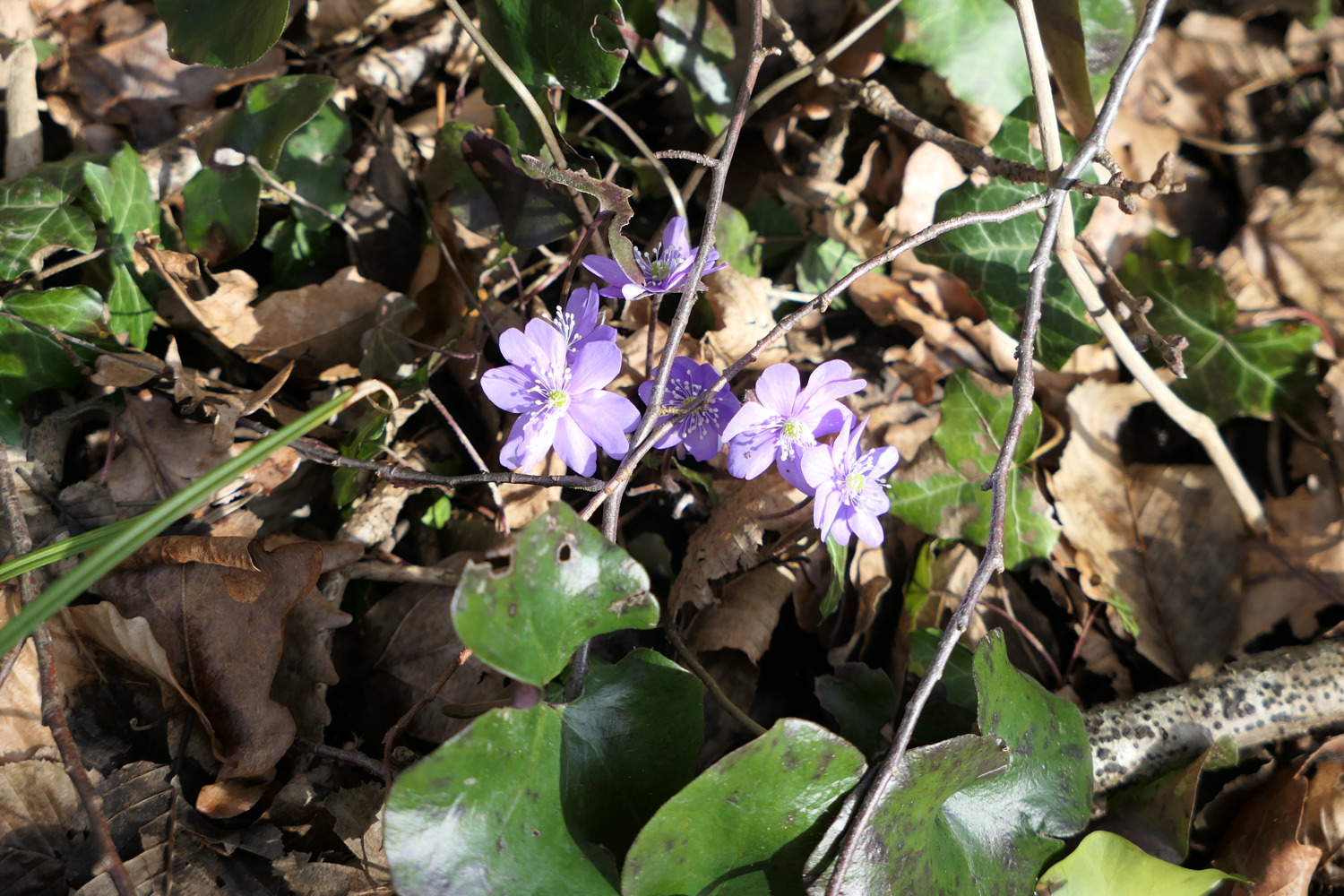 p1020209.jpg