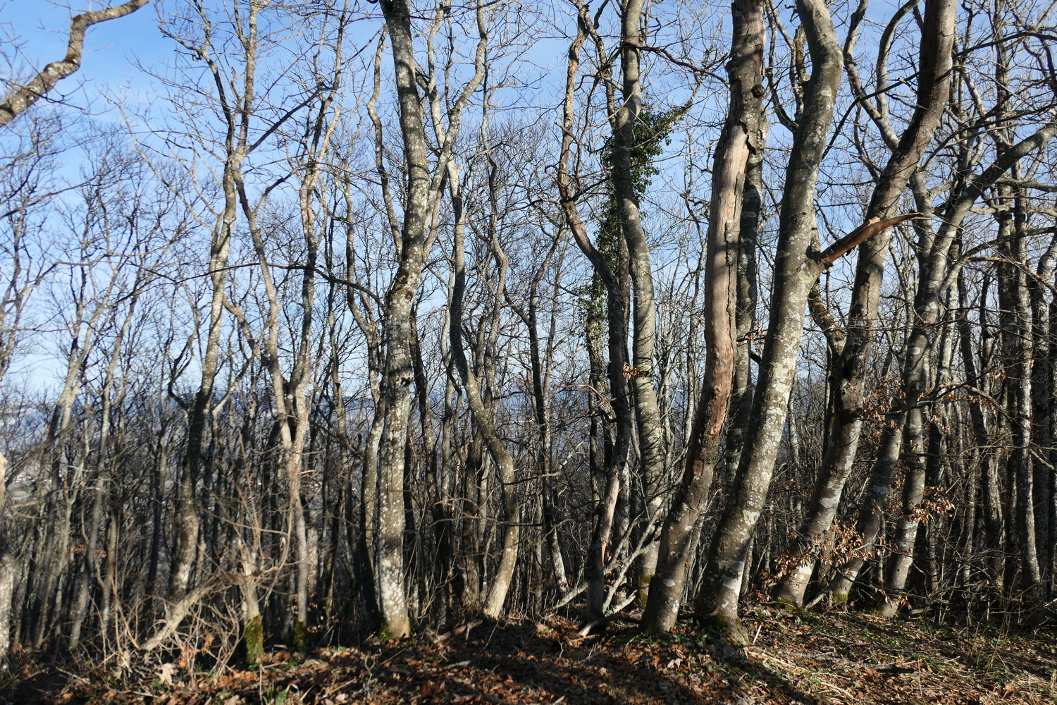p1020234.jpg
