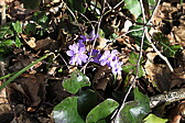 p1020209.jpg