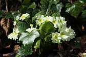 p1020218.jpg