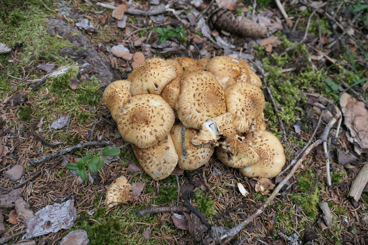 p1060776.jpg