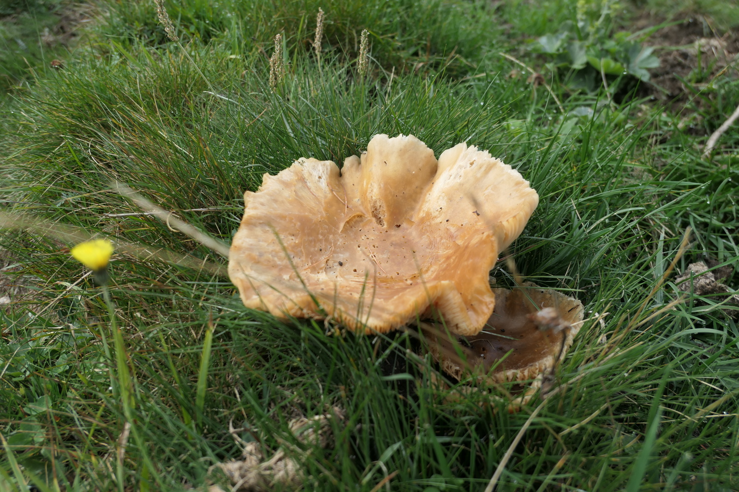 p1060618.jpg
