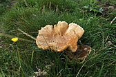 p1060618.jpg