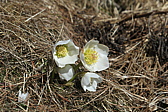 p1050425.jpg