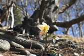p1050454.jpg