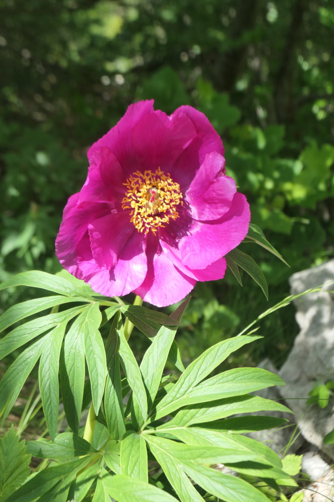 p1005337.jpg