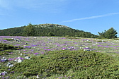 p1005312.jpg