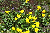 p1005427.jpg