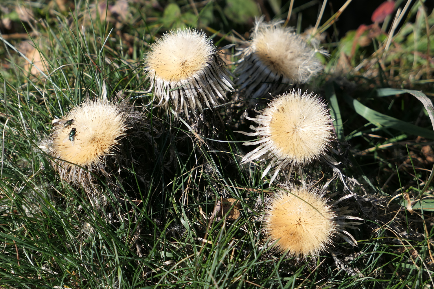 p1010050.jpg