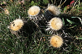 p1010050.jpg