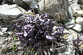 p1005513.jpg