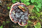 p1005540.jpg