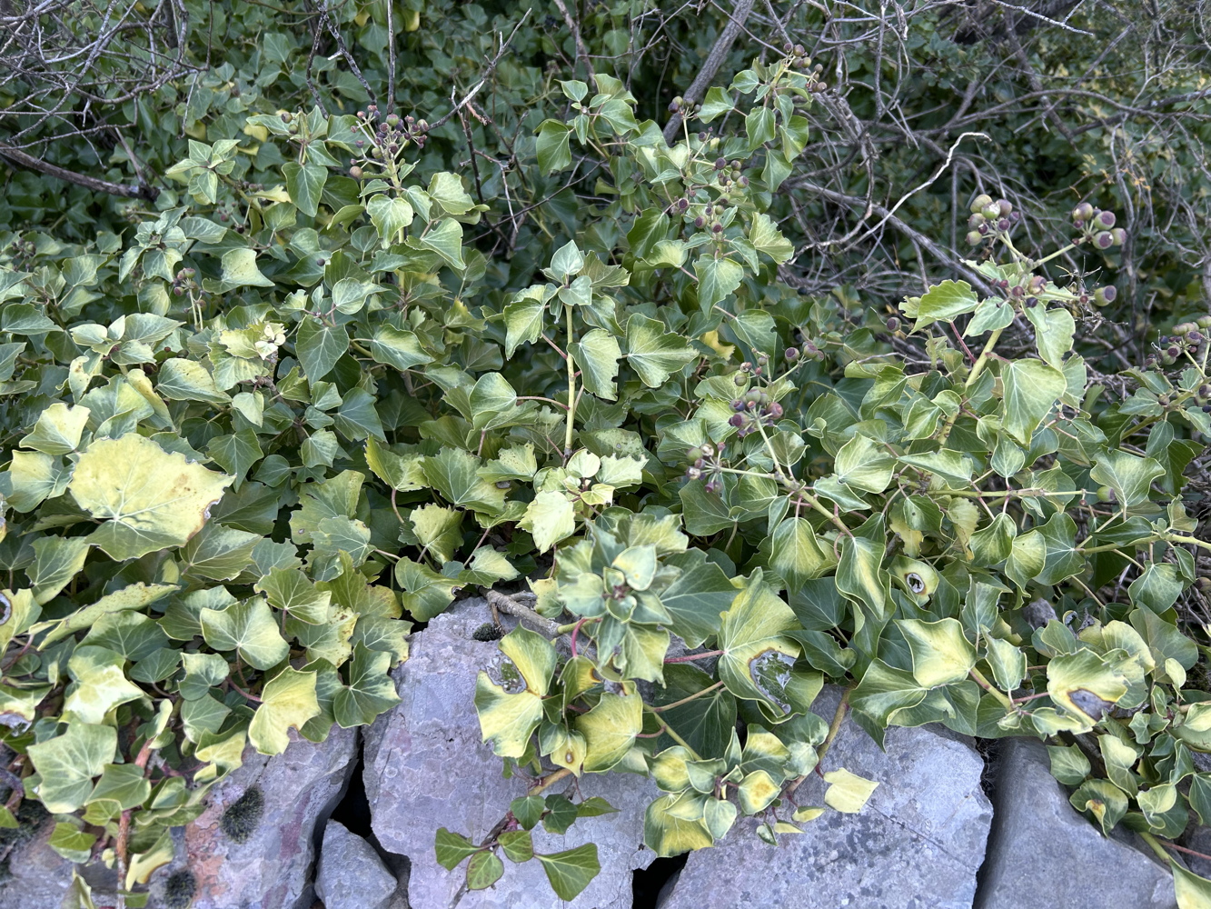 img_4018.jpeg