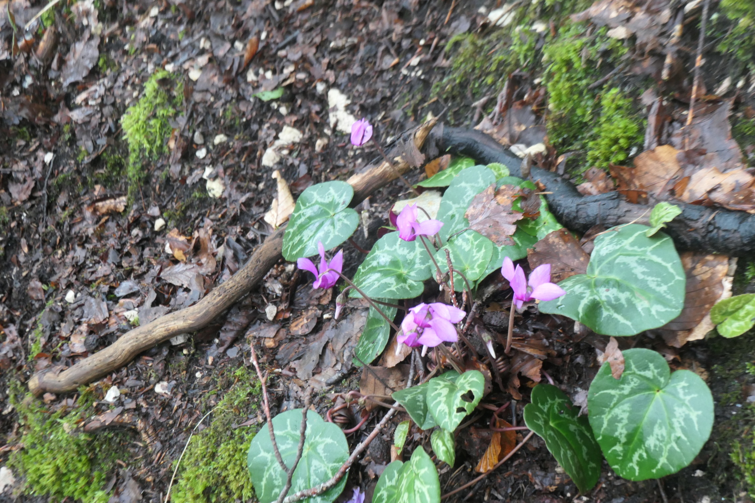 p1005642.jpg