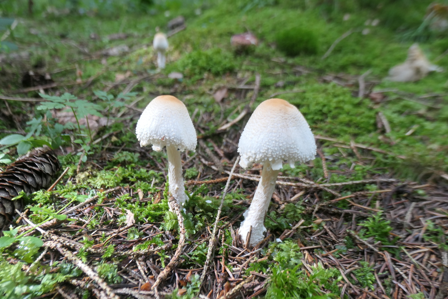 p1005681.jpg