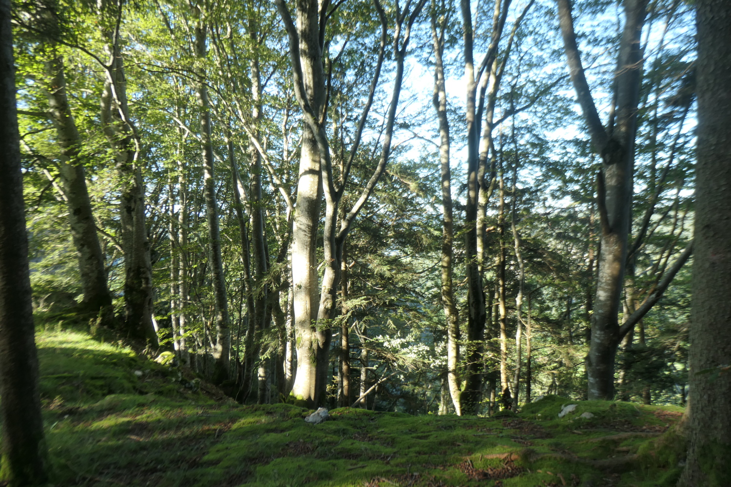 p1005721.jpg