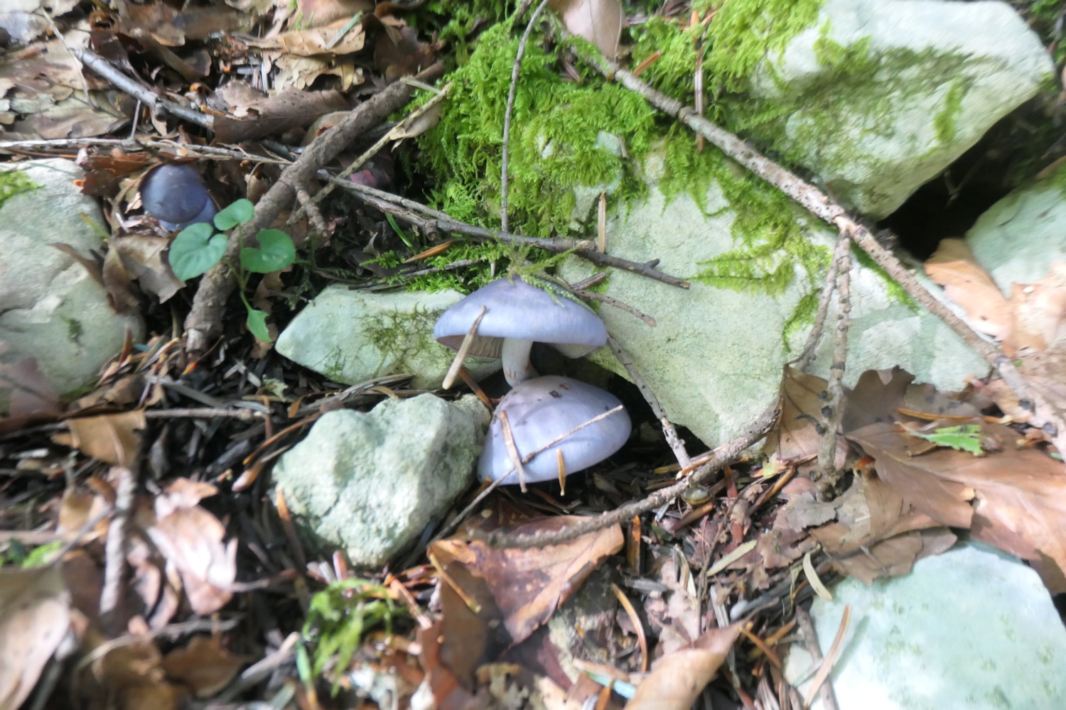 p1005750.jpg