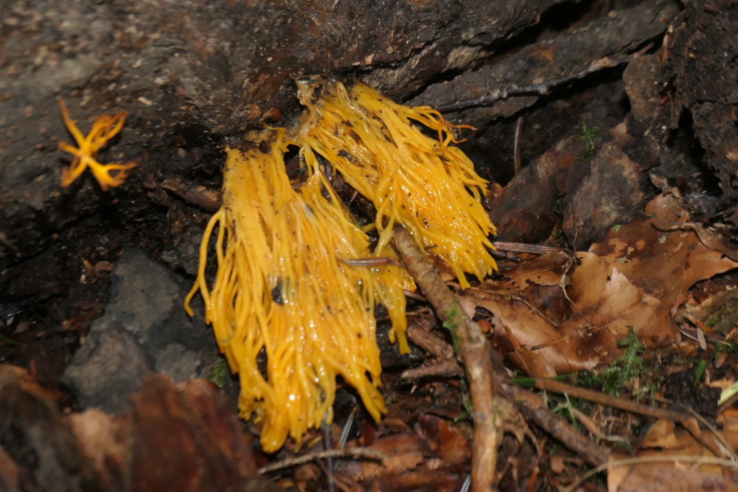 p1005753.jpg