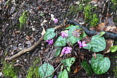 p1005642.jpg