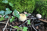 p1005675.jpg
