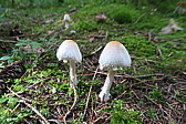 p1005681.jpg