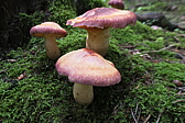 p1005682.jpg