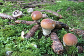 p1005691.jpg
