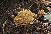 p1005694.jpg