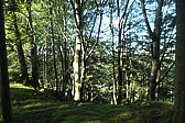 p1005721.jpg